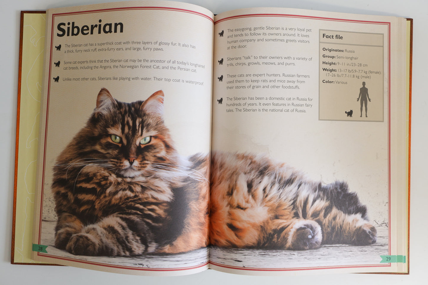 The Magnificent Book of Cats