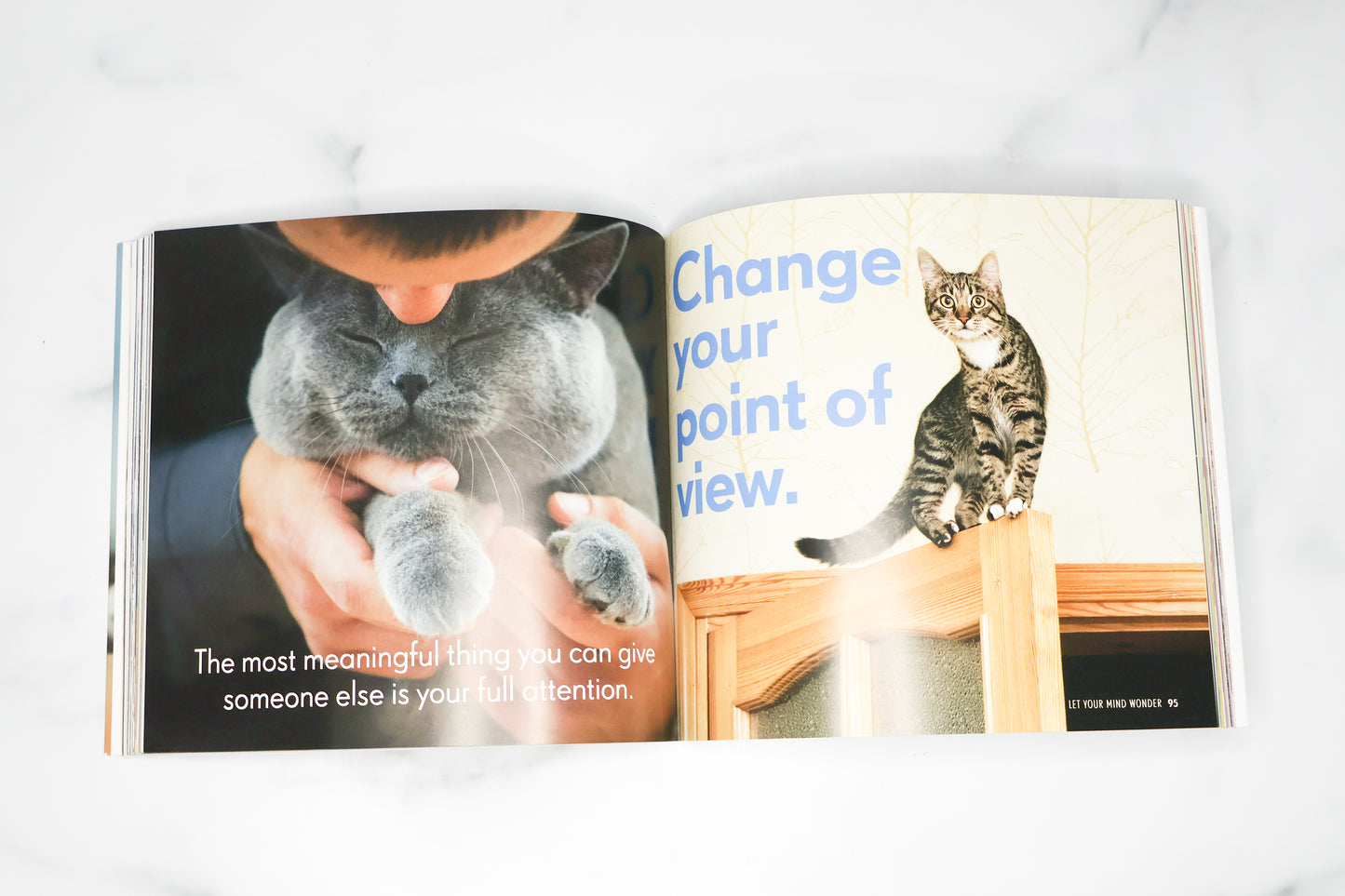 Really Important Stuff My Cat Has Taught Me