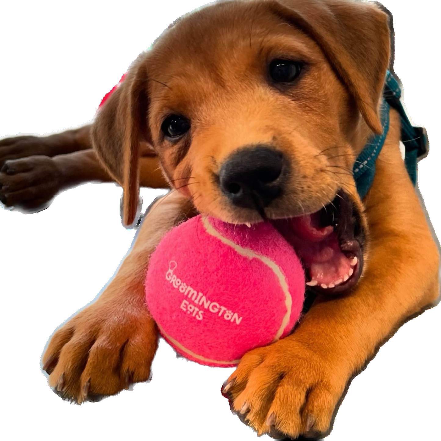 Tennis Ball