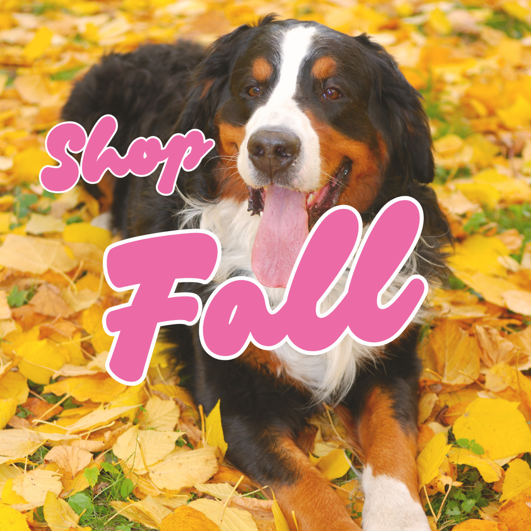Fall Collection