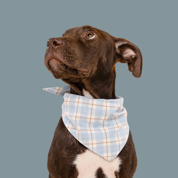 Blue Plaid Bandana - Van Emburgh Dogs