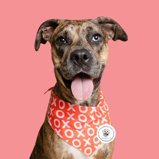 XOXO Bandana - Van Emburgh Dogs