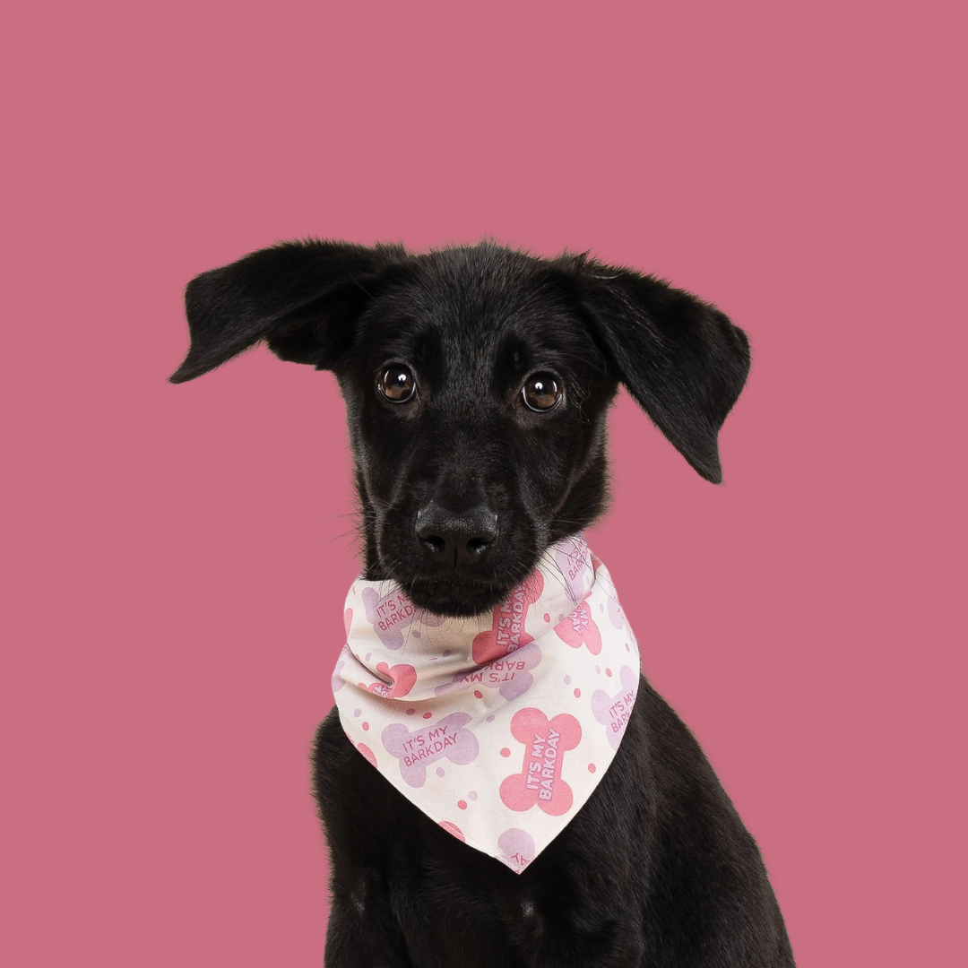 Pink Happy Birthday Bandana - Van Emburgh Dogs