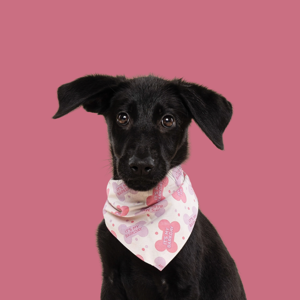 Pink Happy Birthday Bandana - Van Emburgh Dogs