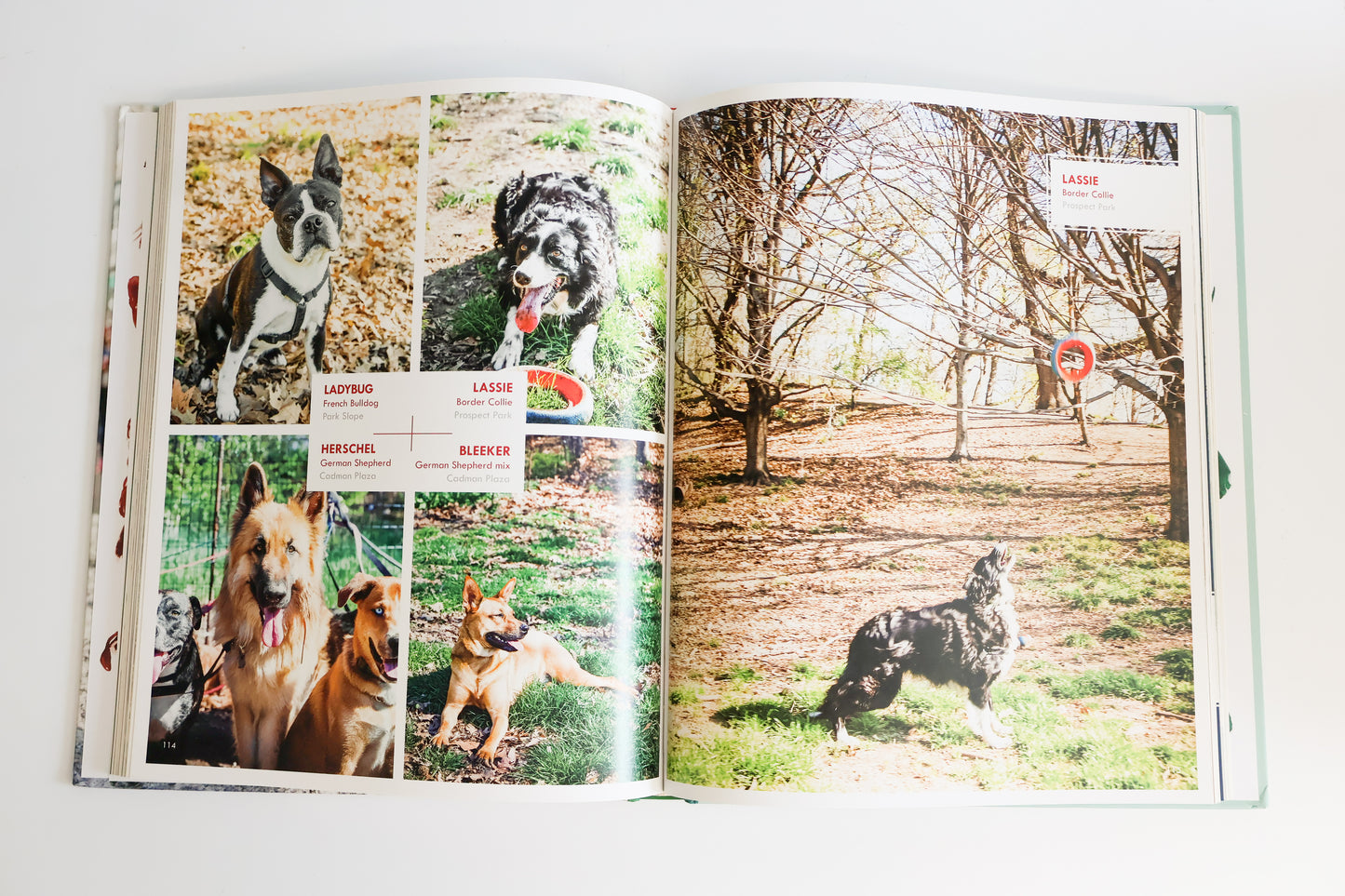 Canines of New York by Heather Weston