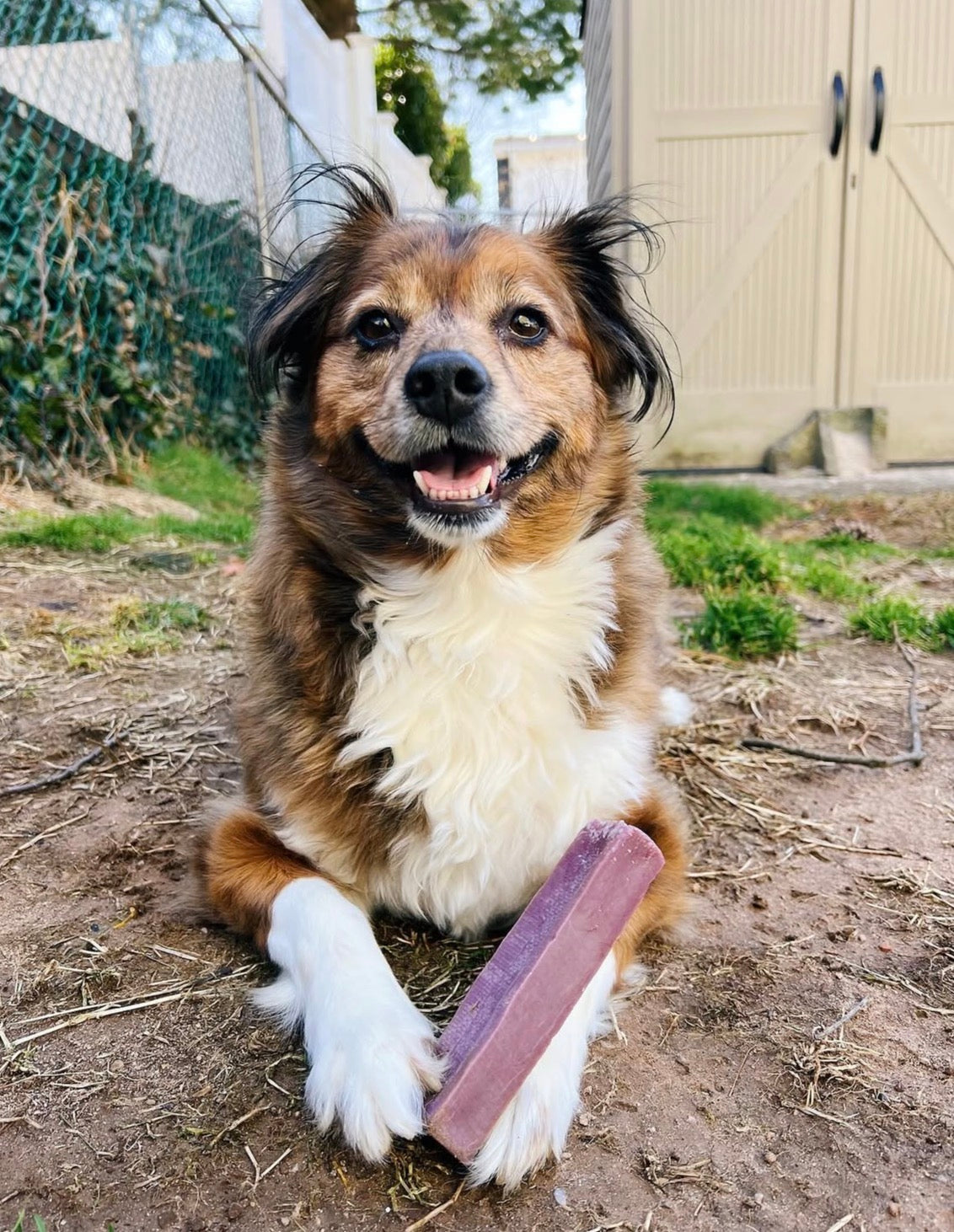 Blueberry Himalayan Chew