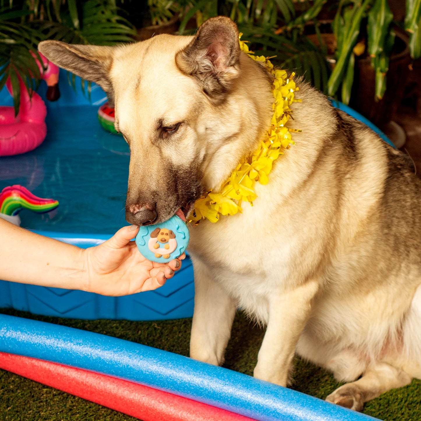 Pool Fur, Don't Care Cookie
