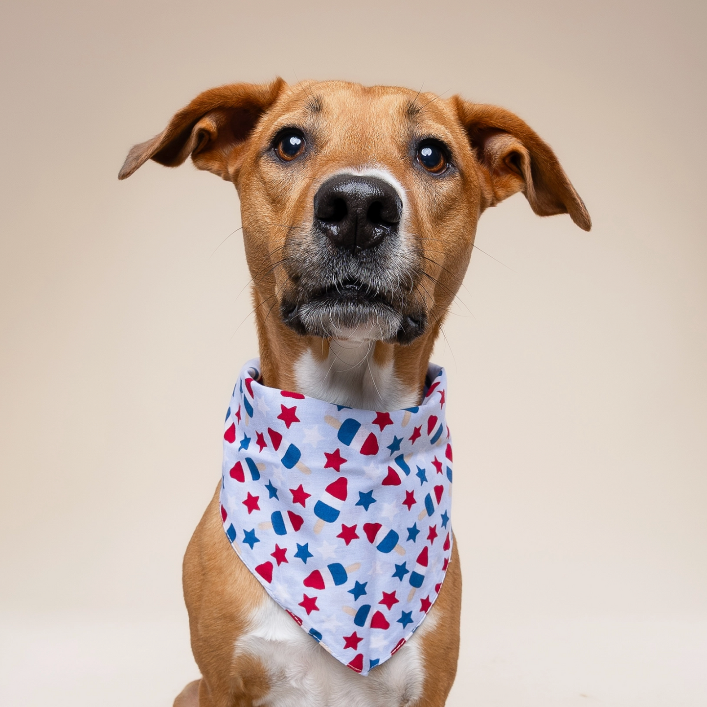 Pop 4th of July Dog Bandana