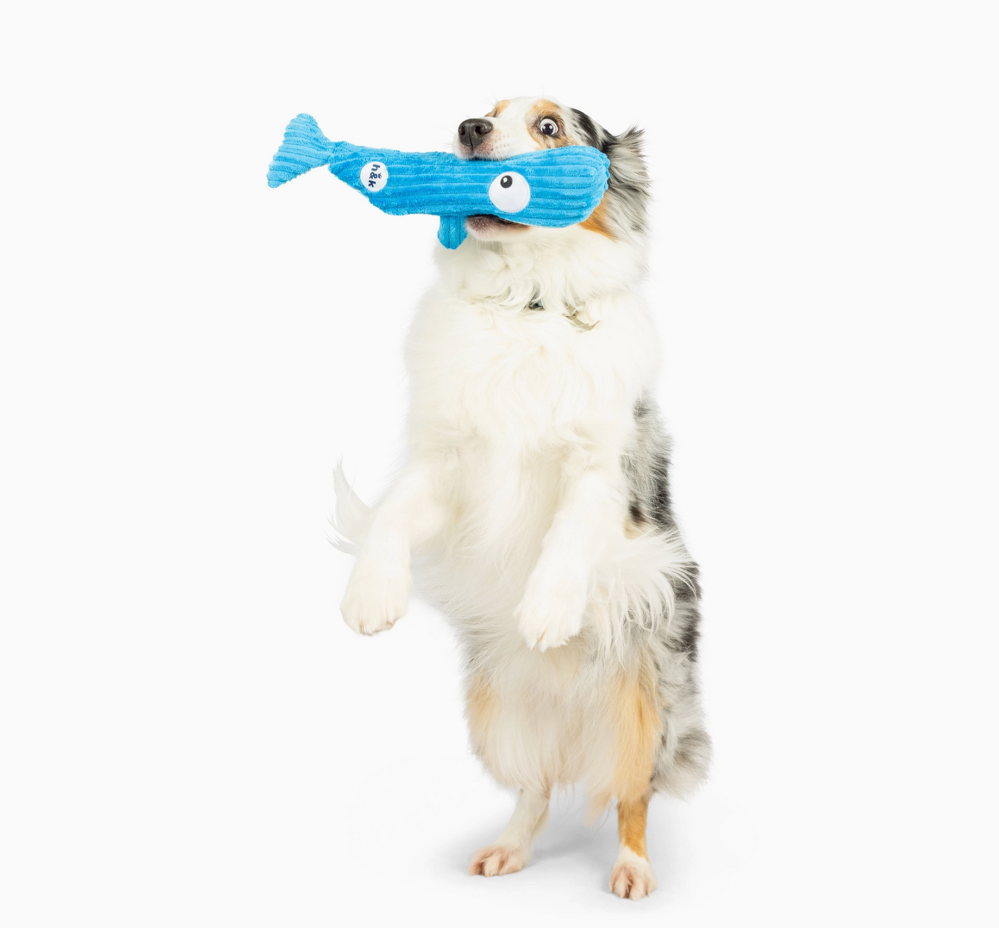 Fetchies® Wilma Whale Dog Toy