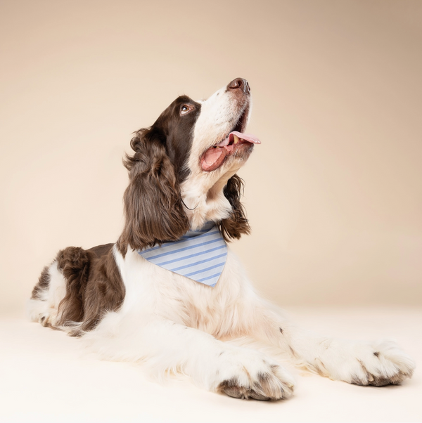 Marine Stripe Dog Bandana
