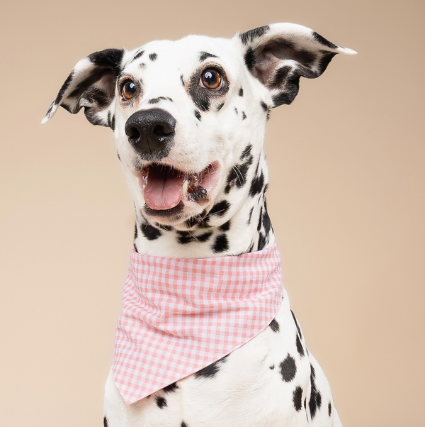 Pink Gingham Dog Bandana