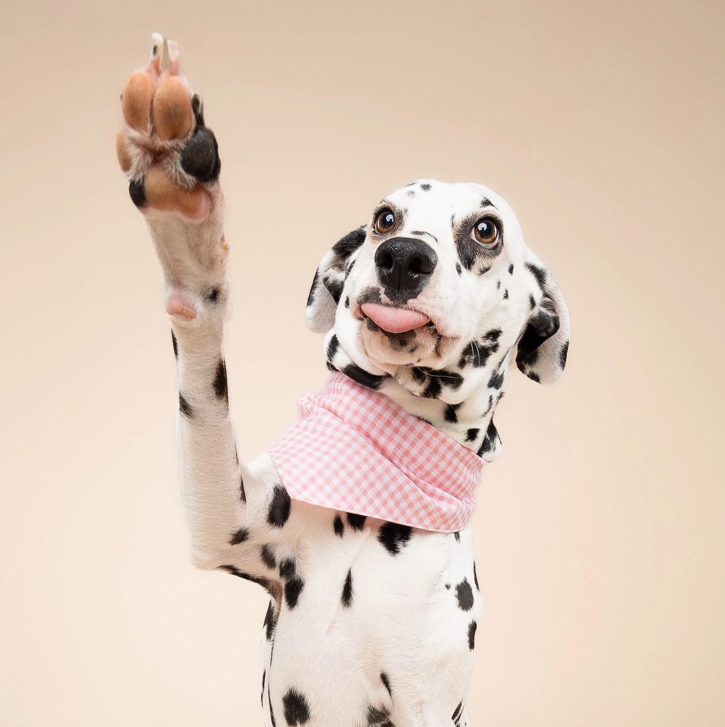 Pink Gingham Dog Bandana