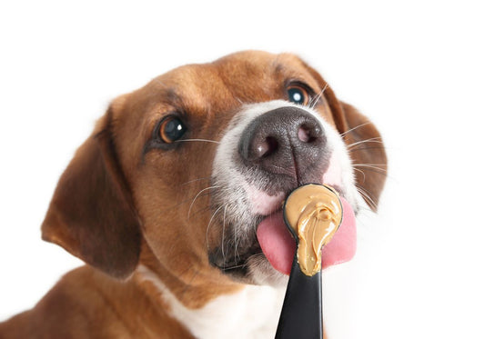 Peanut Butter Lover Bundle